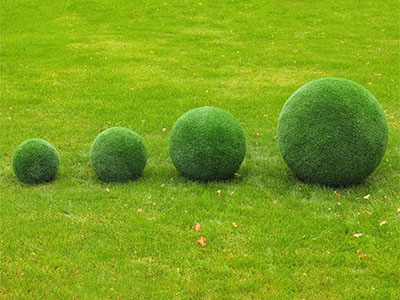 Топиари композиция шары в виде куста туи, 4 шт - газон Eco