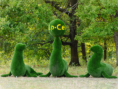 Топиари композиция Тюлени - газон Deluxe