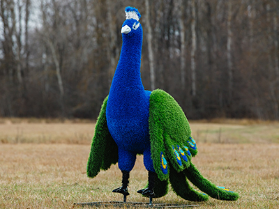 Топиари Павлин, основа композиций - газон Eco