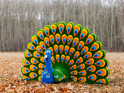 Топиари павлин Радужный - газон Eco