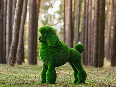Топиари собака Пудель - газон Premium