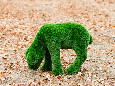 Топиари ягненок Крити, на лугу - газон Deluxe