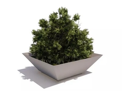 Вазон Канна