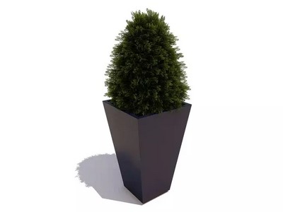 Вазон Кипарис