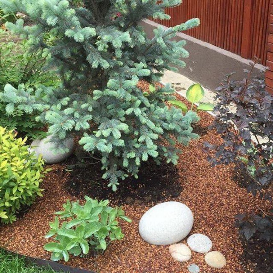 Скорлупа кедрового ореха - вид 5