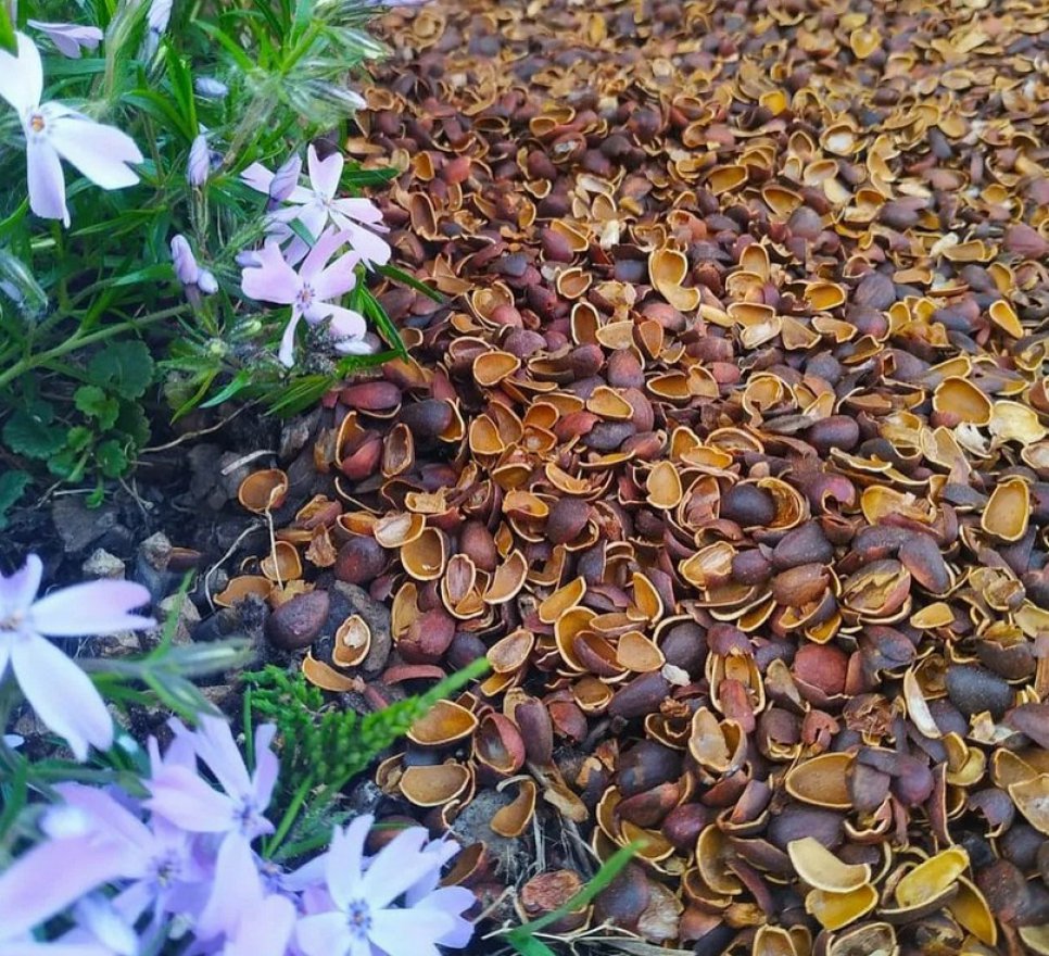 Скорлупа кедрового ореха - вид 4